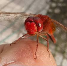 Attēlu rezultāti vaicājumam “Capsus ater imago”
