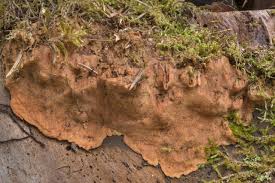 Attēlu rezultāti vaicājumam “Rigidoporus crocatus”