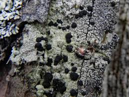 Attēlu rezultāti vaicājumam “Mycoblastus sanguinarius”