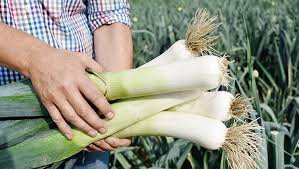 Image result for Porree