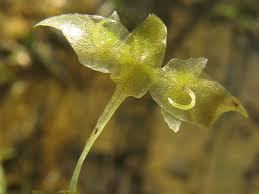 Attēlu rezultāti vaicājumam “Lemna trisulca”