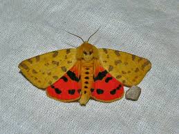 Attēlu rezultāti vaicājumam “Rhyparia purpurata”