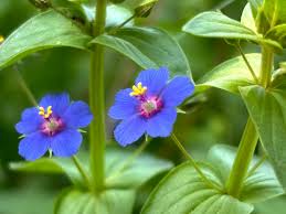 Attēlu rezultāti vaicājumam “Anagallis arvensis”