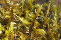 Attēlu rezultāti vaicājumam “Tomentypnum nitens”