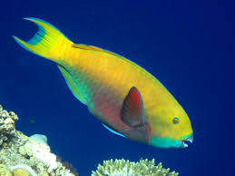 Image result for Chlorurus gibbus