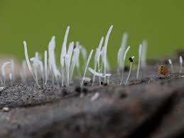 Attēlu rezultāti vaicājumam “Typhula setipes”