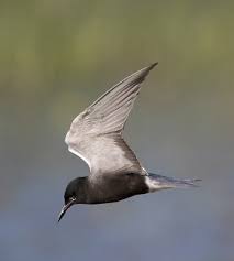 Attēlu rezultāti vaicājumam “Chlidonias niger”