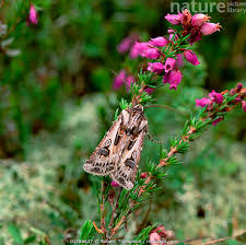 Attēlu rezultāti vaicājumam “Agrotis vestigialis”