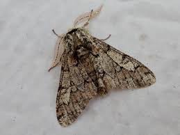 Attēlu rezultāti vaicājumam “Biston strataria”