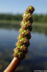 Attēlu rezultāti vaicājumam “Potamogeton natans leaf”