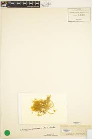 Attēlu rezultāti vaicājumam “Campylium protensum”