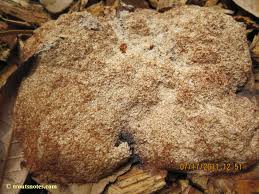 Attēlu rezultāti vaicājumam “Fuligo septica cf. rufa spores”