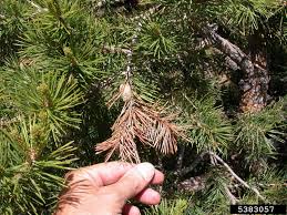 Attēlu rezultāti vaicājumam “Retinia resinella”