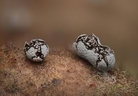 Attēlu rezultāti vaicājumam “Physarum bryocorticola macro”