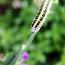 Attēlu rezultāti vaicājumam “Calophasia lunula”