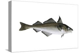 Image result for Melanogrammus aeglefinus