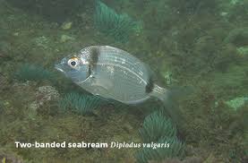 Image result for Diplodus helenae