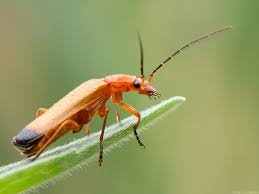 Attēlu rezultāti vaicājumam “Rhagonycha fulva”