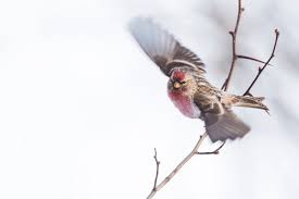 Attēlu rezultāti vaicājumam “Carduelis flammea female”