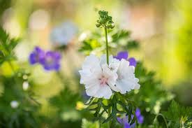 Image result for Malva moschata alba