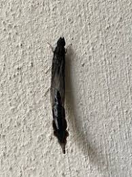 Attēlu rezultāti vaicājumam “Lymexylidae”