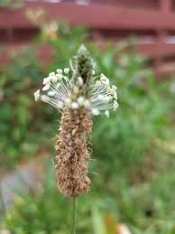 Attēlu rezultāti vaicājumam “Stachys officinalis bud”