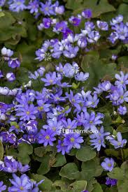 Attēlu rezultāti vaicājumam “Hepatica nobilis fruit”