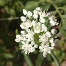 Attēlu rezultāti vaicājumam “Allium cepa flower”