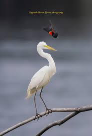 Attēlu rezultāti vaicājumam “Lycogala convexum young”
