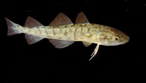 Image result for Microgadus tomcod