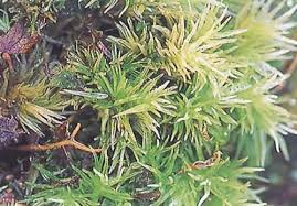 Attēlu rezultāti vaicājumam “Neckera complanata sporophyte”