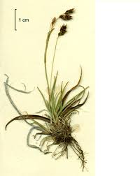 Attēlu rezultāti vaicājumam “Carex capillaris fruit”