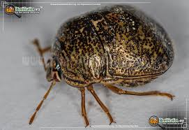 Attēlu rezultāti vaicājumam “Cribraria costata macro”