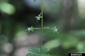 Attēlu rezultāti vaicājumam “Circaea lutetiana flower”