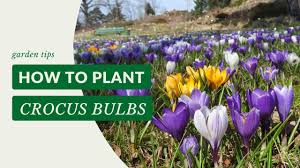 Attēlu rezultāti vaicājumam “Crocus”