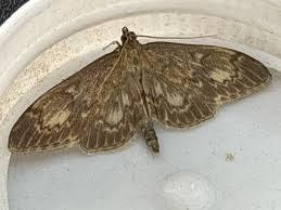 Attēlu rezultāti vaicājumam “Anania lancealis”