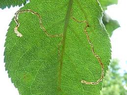 Attēlu rezultāti vaicājumam “Lyonetia clerkella”