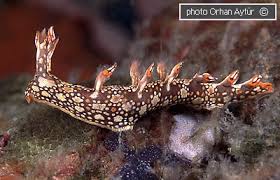 ผลการค้นหารูปภาพสำหรับ Bornella Anguilla