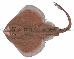 Image result for Leucoraja