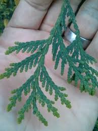 Attēlu rezultāti vaicājumam “Thuja occidentalis leaf”