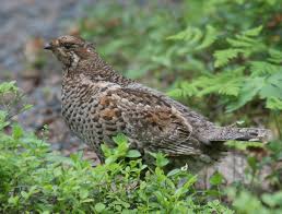 Attēlu rezultāti vaicājumam “Tetrastes bonasia female”