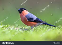 Attēlu rezultāti vaicājumam “Pyrrhula pyrrhula”