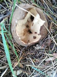 Attēlu rezultāti vaicājumam “Geopora arenicola”