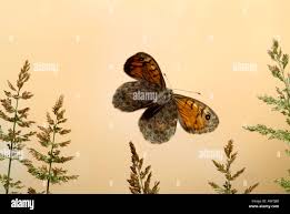 Attēlu rezultāti vaicājumam “Lasiommata megera”