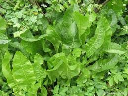 Attēlu rezultāti vaicājumam “Armoracia rusticana”