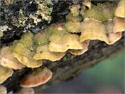 Attēlu rezultāti vaicājumam “Steccherinum bourdotii”