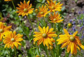 Image result for Rudbeckia Paradisio