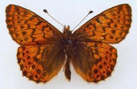 Attēlu rezultāti vaicājumam “Boloria eunomia upperside”
