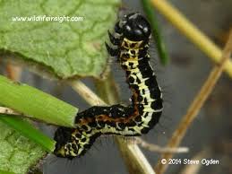 Attēlu rezultāti vaicājumam “Abraxas grossulariata pupa”