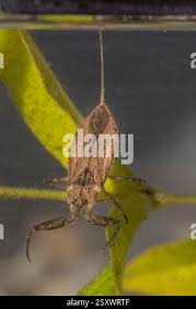 Attēlu rezultāti vaicājumam “Nepa cinerea imago”